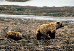 brown bear and cub - CorelDraw photo
