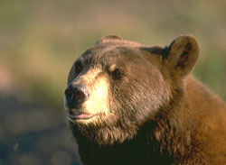 black bear face - CorelDraw photo