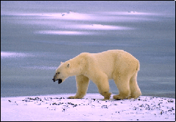 polar bear - CorelDraw photo