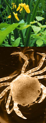 Photos of invasive species