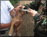 Photo Thumbnail: CAPT Clara Witt, a veterinarian, carries out a deworming procedure in El Salvador during Operation Continuing Promise.