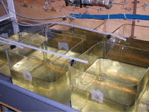 Aquariums where male fathead minnows were exposed to the effluent from a wastewater treatment plant.
