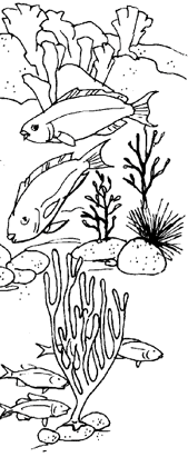 Diagram showing fish swimming near coral.