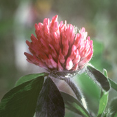 Red Clover