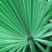 Saw Palmetto