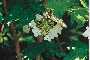 View a larger version of this image and Profile page for Viburnum opulus L. var. americanum Aiton