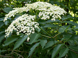 elderberry