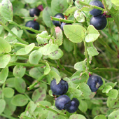 Bilberry