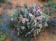 Hoodia