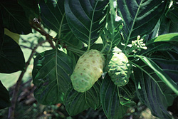 Noni