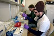 Research associates pipette blood in a lab. 
