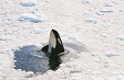 An Orca whale in the Ross Sea.
