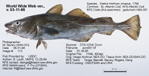 Atlantic Cod Fish image
