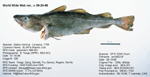 Atlantic Cod Fish image