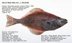 Arrowtooth Flounder Fish image