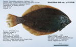 Blackback Flounder Fish image