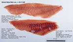 Canary Rockfish Fillet image
