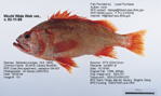 Canary Rockfish Fish image