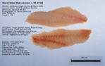Quillback Rockfish Fillet image