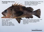 Quillback Rockfish Fish image