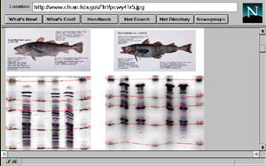 RFE Page 5b IEF Comparison Gel image