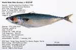 Chub Mackerel Fish image