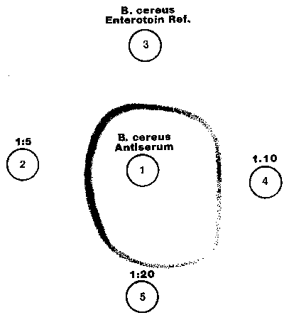 Fig. 6. Typical lines of precipitation of diluted B. cereus culture fluids
