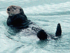Sea otter resting on surface of water.
