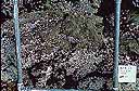 Closeup of dark gray rock with heavy sprinkling of white barnacles