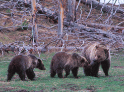 Grizzly bear family in Yellowstone National Park.