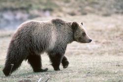 Grizzly bear in Yellowstone National Park