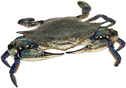 Blue Crab