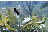 Arrow arum plants growing in a river marsh