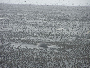 A landscape filled with mating sea lions