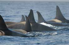 group of  killer whales