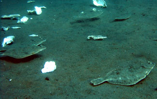 Several rock sole swimming along shell-strewn bottom.