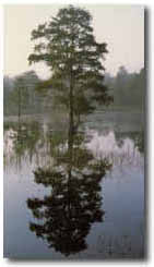 Photo of tree in swamp