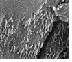 Features in Martian Meteorite Resembling Structures Sometimes Associated with Microbes
