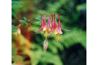 Photo of Aquilegia canadensis L.