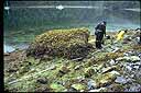 Man standing near fucus (algae) covered rock