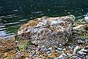 Rock covered with barnacles and patches of fucus