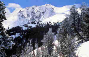 Figure 1.  Whitebark pine’s ability to grow in harsh environments provides for greater snow accumulation and retention.