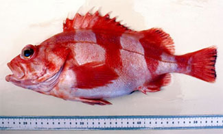 Redbanded rockfish