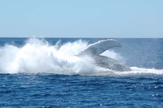 Photo from humpback whale sequence