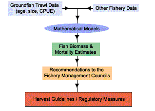 Dataflow from catch processing to fishery management.