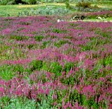 Despite its beauty, purple loosestrife (Lythrum salicaria) is one of the worst invasive plant species. 
