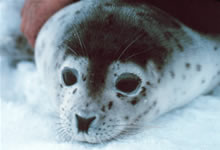 Harbor Seal Pup