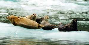 harbor seal on ice