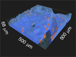 A 3D rendering of OCM/CFM data