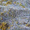 Bare rock is covered with scattered young barnacles and small patches of Fucus